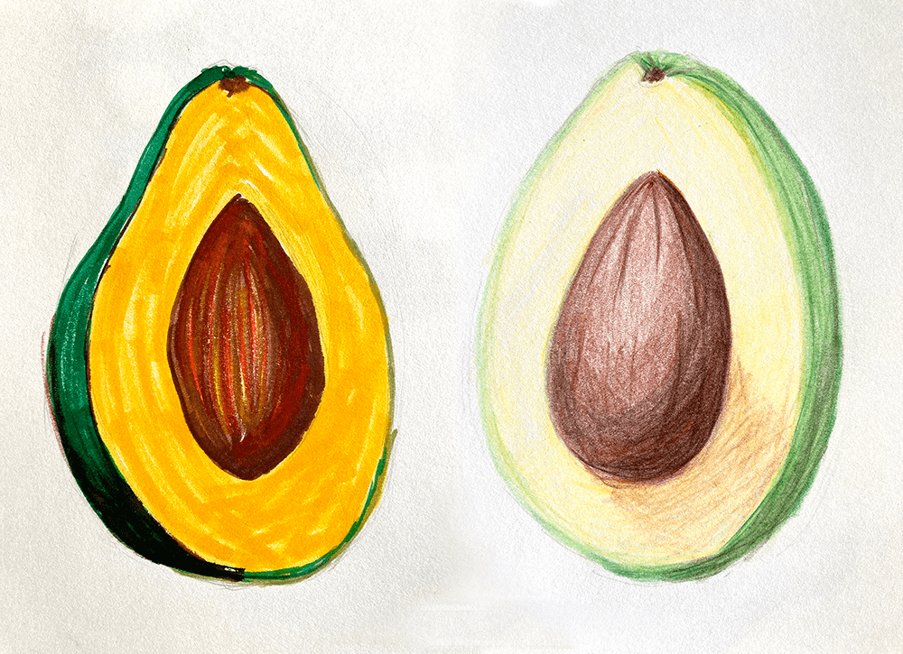 Illustration von zwei halben Avocados, links mit Filzer und rechts mit Buntstift gezeichnet