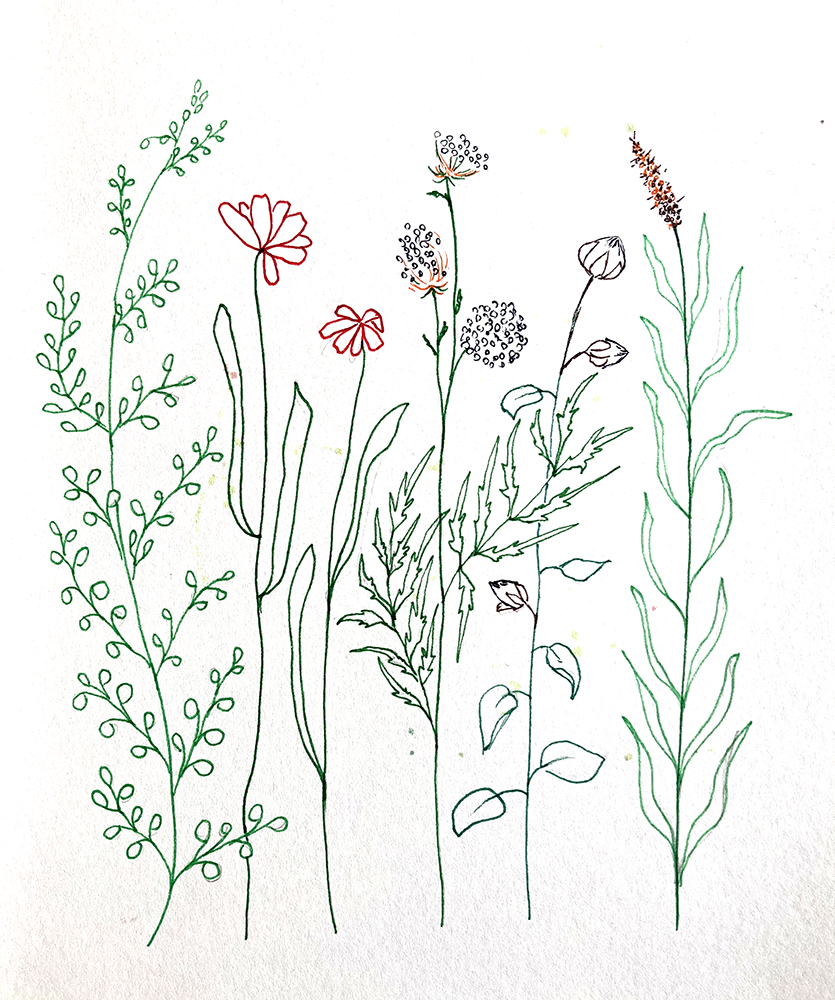 Illustration verschiedener blühender Gräser mit farbigen Finelinern