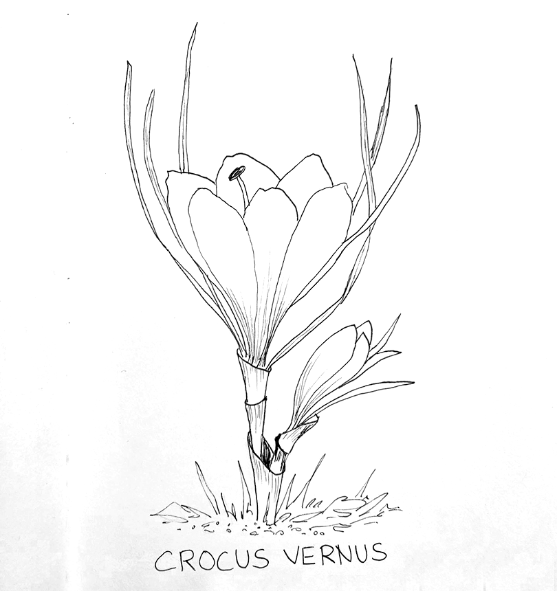 Krokus, Pflanzenillustration mit Fineliner, Zeichnung