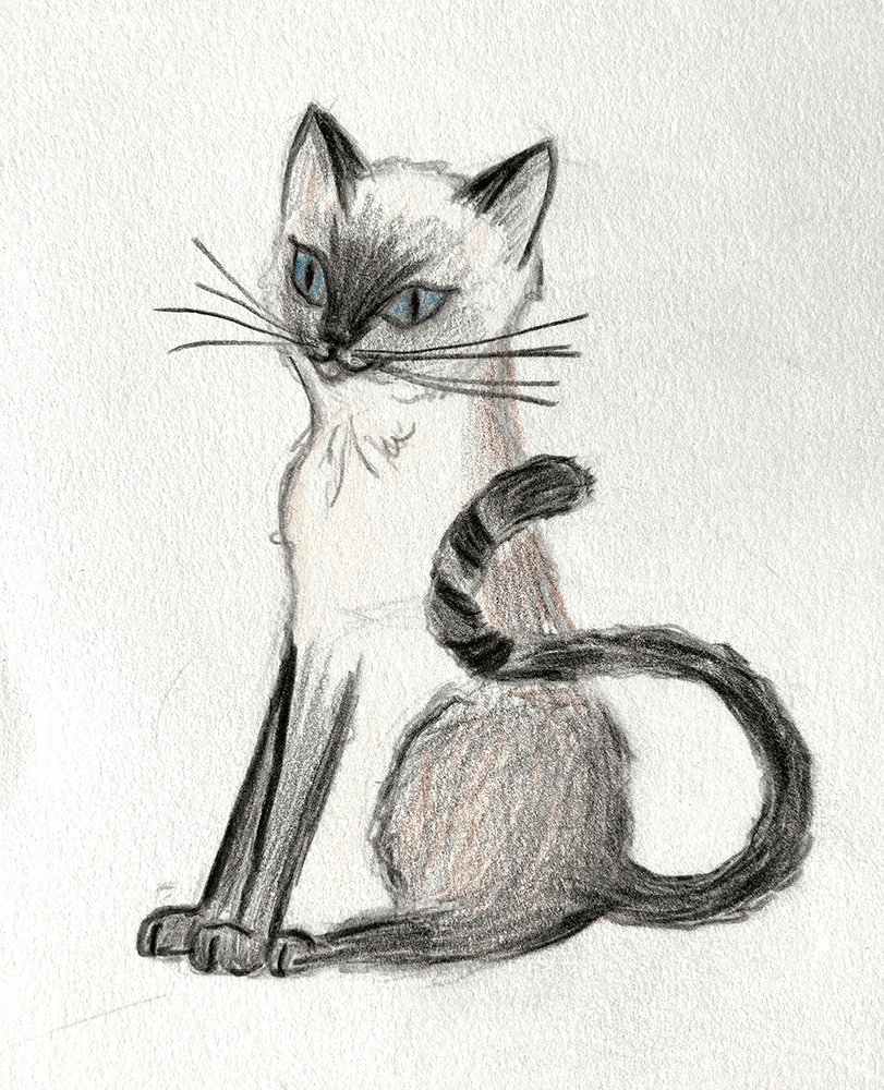 Buntstift Illustration einer siameischen Katze die sitzt