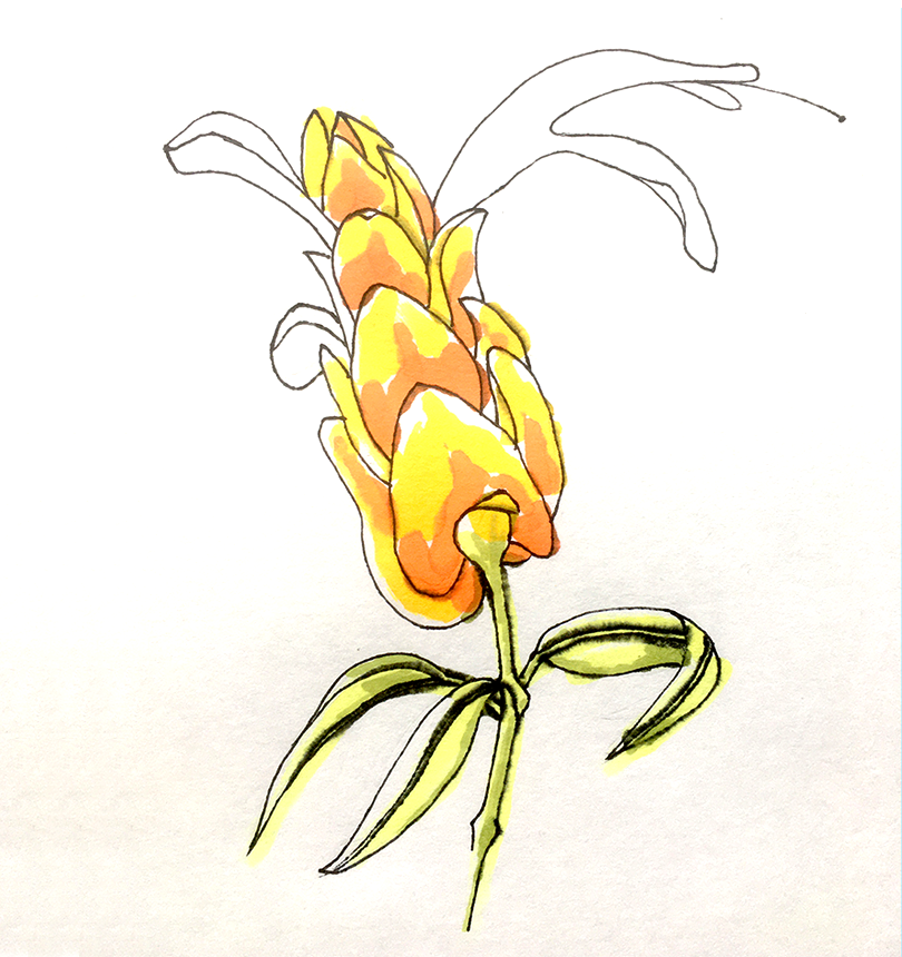 Golden Shrimp Flower, Illustration mit Alcohol Marker und Fineliner