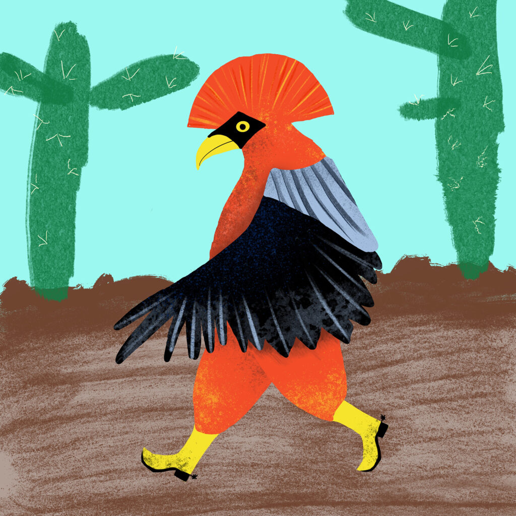 Birds with shoes: Andean Cock