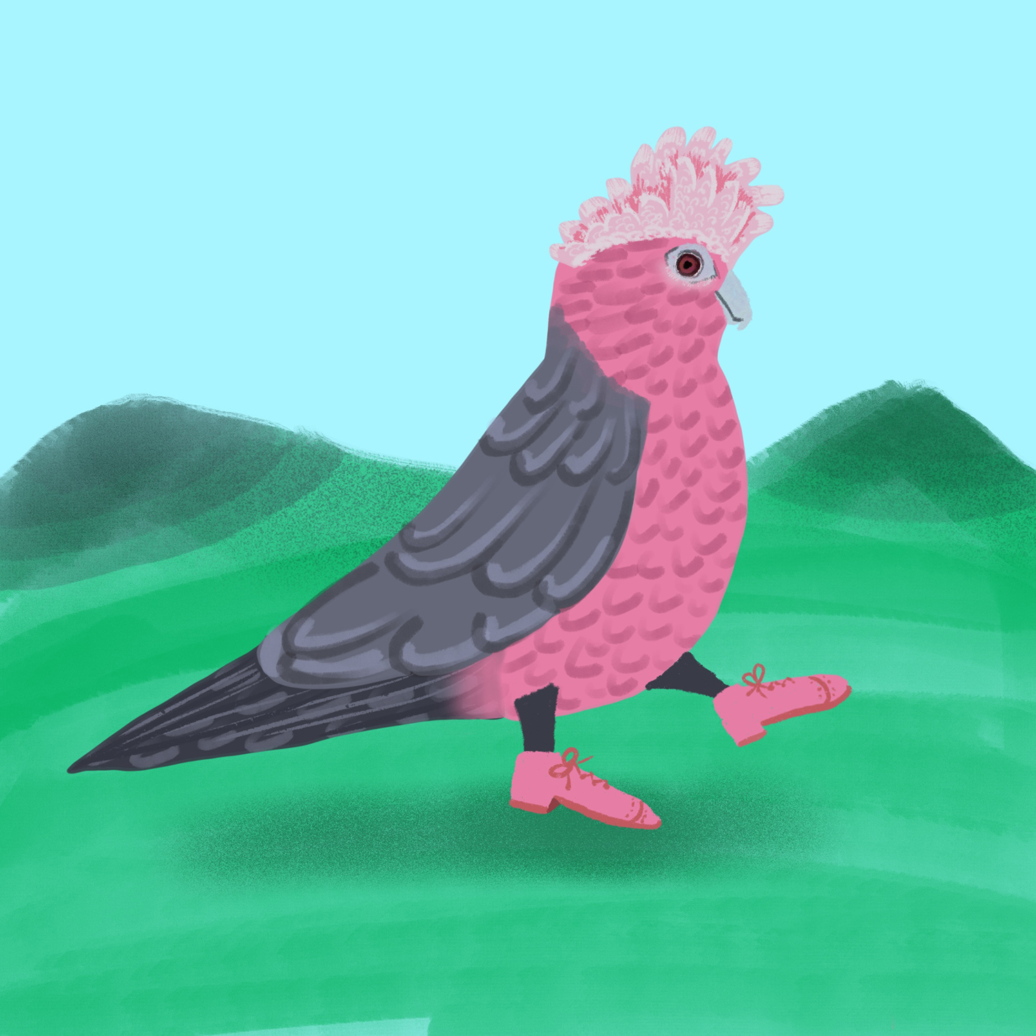 Birds with shoes: Galah Cookatoo